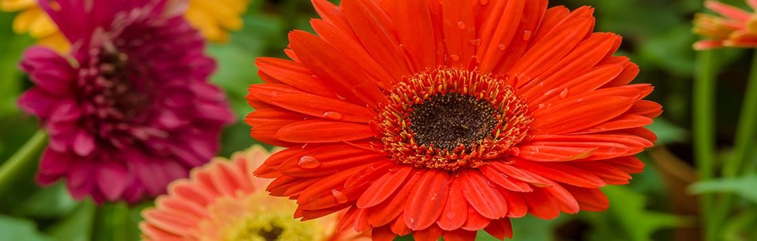 Παρακολούθηση Φρέσκων Ανθέων